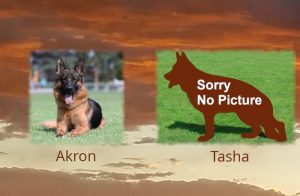 Akron x Tasha Litter