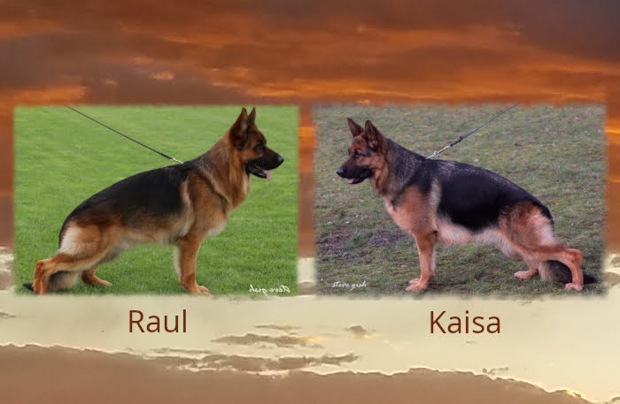 Raul x Kaisa Litter