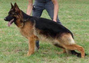 Galaxy vom Holtkamper Hof