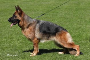 Jaffa vom Frankengold