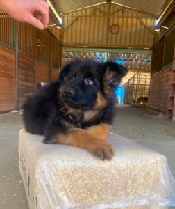 Walko vom Hauswalder Bach - 11 weeks