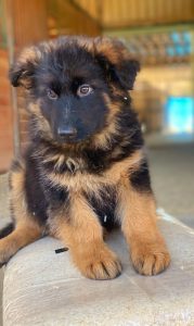 swalder Bach - 11 weeks