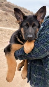 Wilko vom Hauswalder Bach