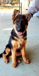 Xally vom Frankengold