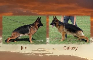 Jim x Galaxy Litter