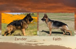 Zander x Faith Litter