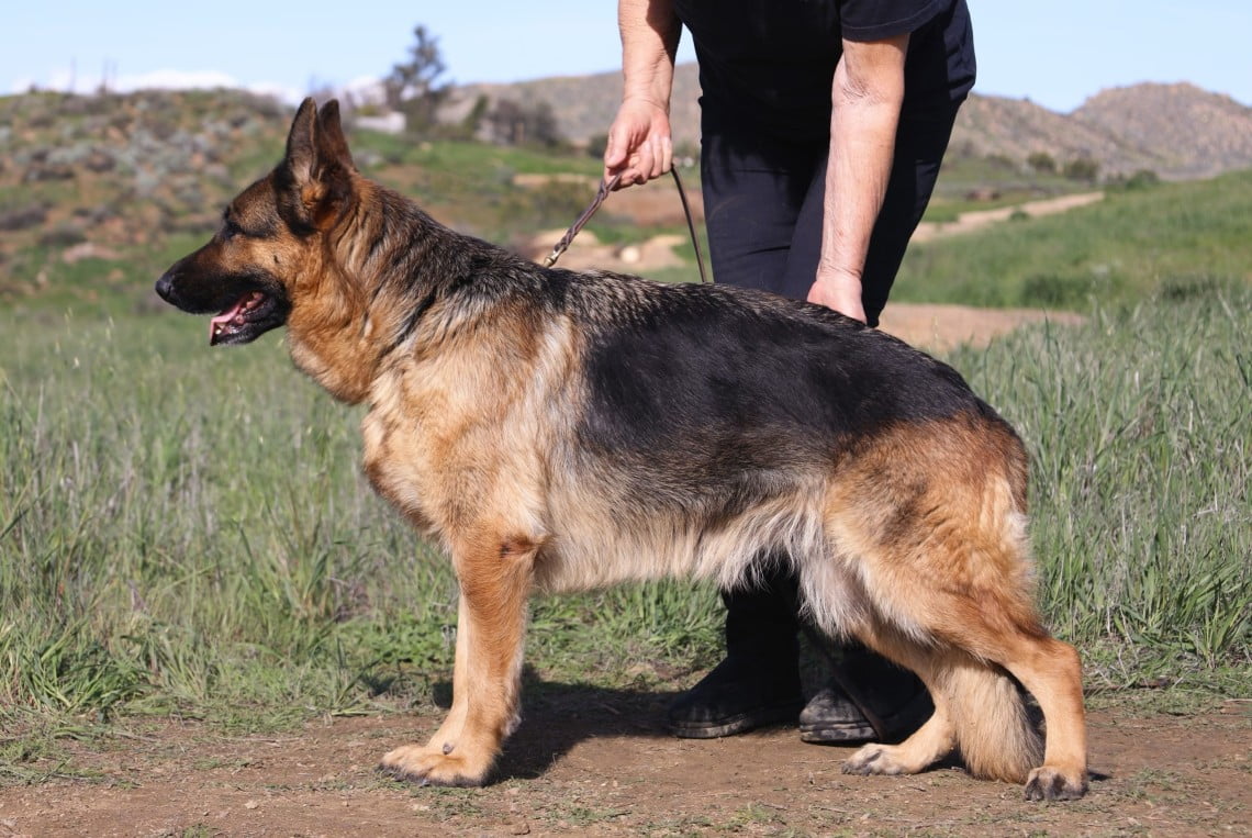 Holly vom Lundborg-Land