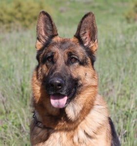 Holly vom Lundborg-Land