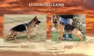 Zack x Ziggy Litter