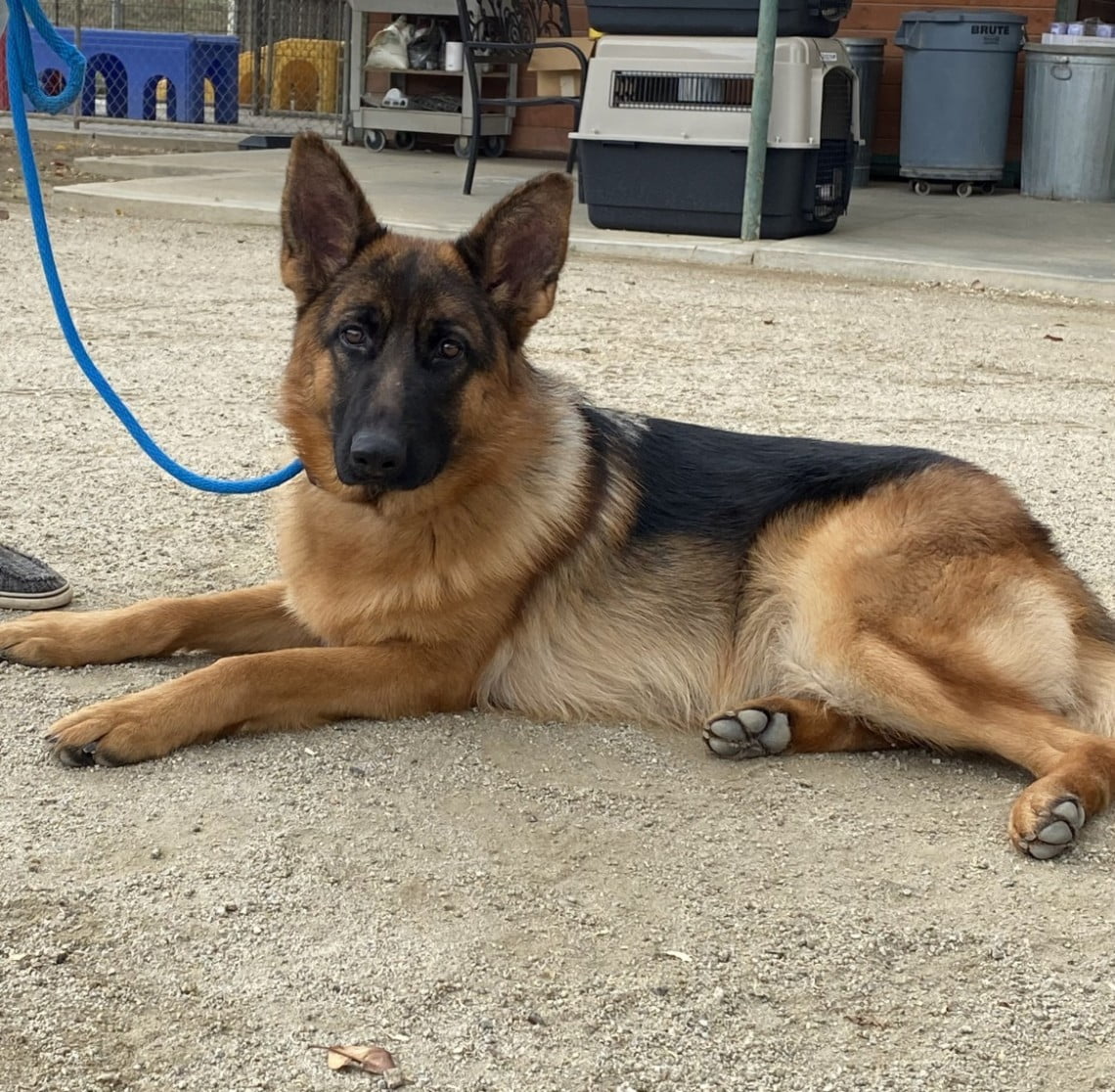 Francine Cleo vom Lundborg-Land