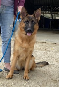 Francine Cleo vom Lundborg-Land