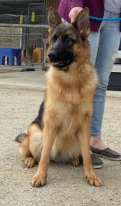 Francine Cleo vom Lundborg-Land