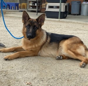 Francine Cleo vom Lundborg-Land