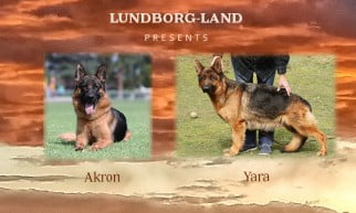 Akron x Yara Litter