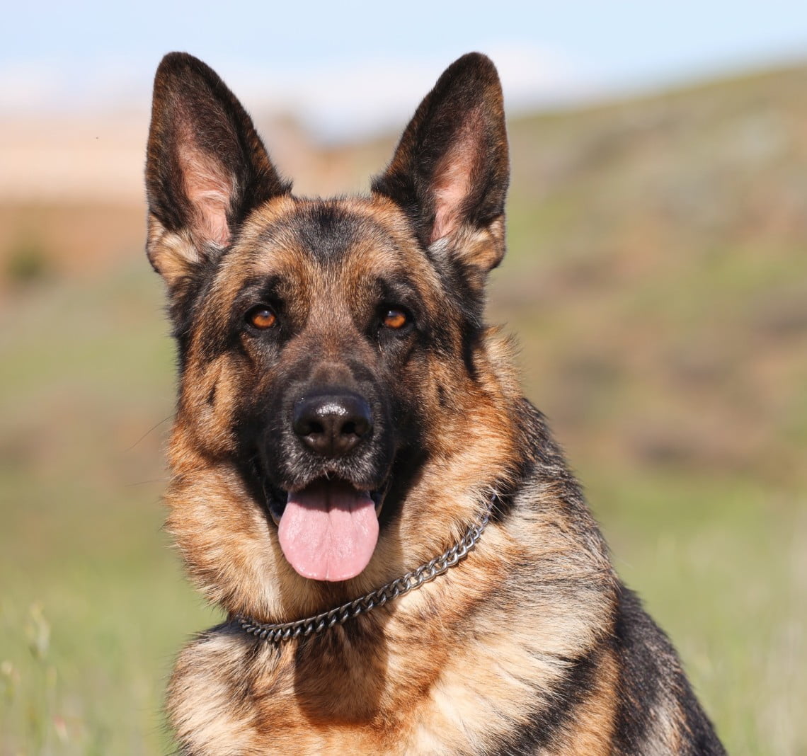 Breanna von der Kriegerstadt HD | Lundborg-Land German Shepherd Dogs