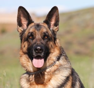 Breanna von der Kriegerstadt HD | Lundborg-Land German Shepherd Dogs