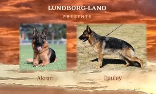 Akron x Pauley Litter