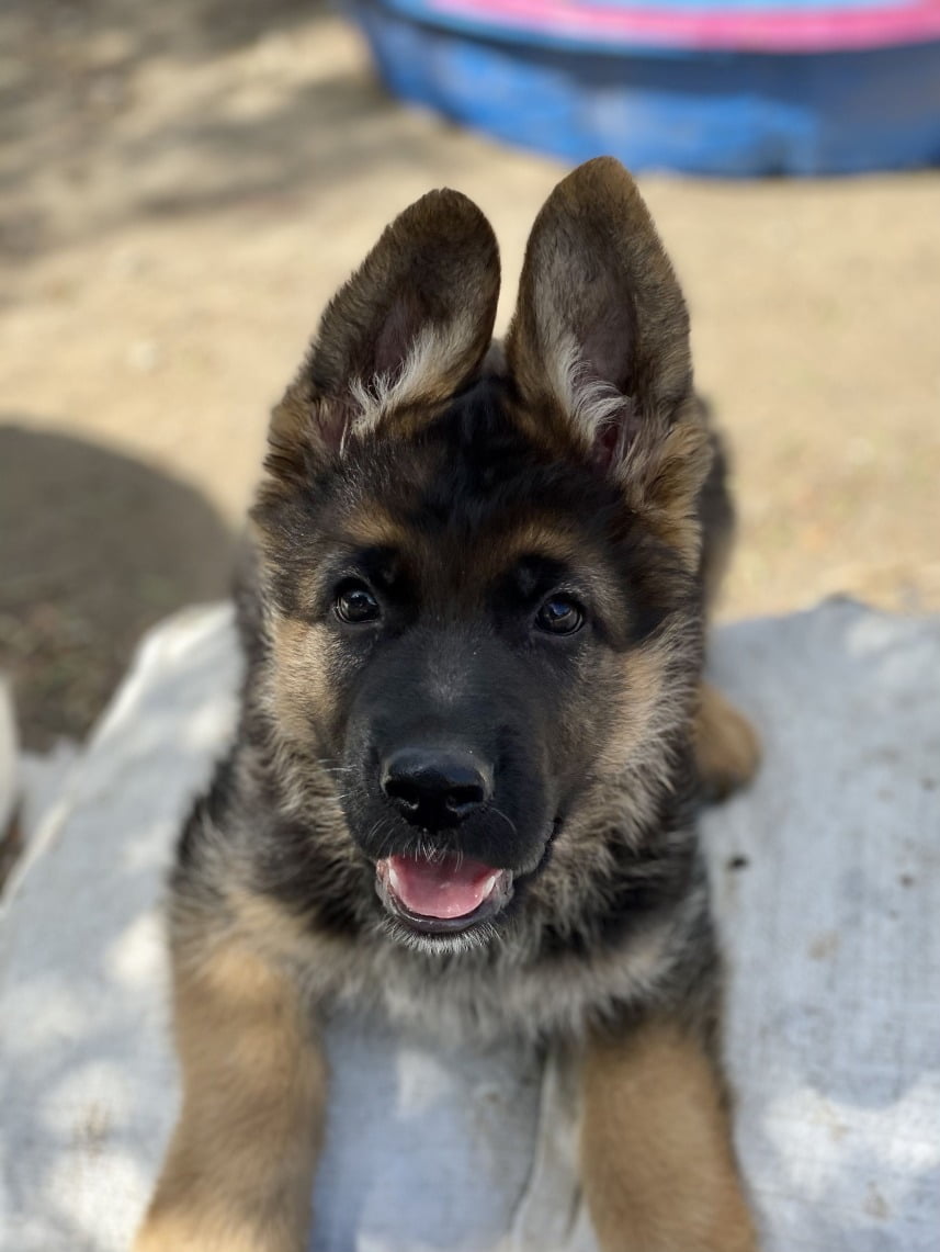 Loki head | Lundborg-Land German Shepherd Dogs