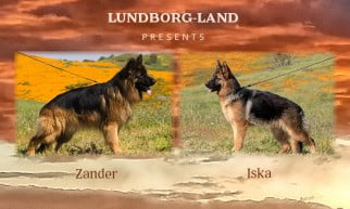 Zander x Iska Litter
