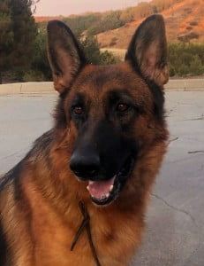 Ollie vom Lundborg-Land