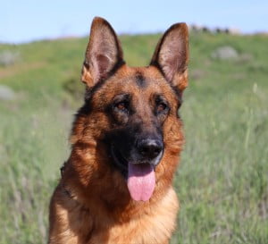 Ollie vom Lundborg-Land