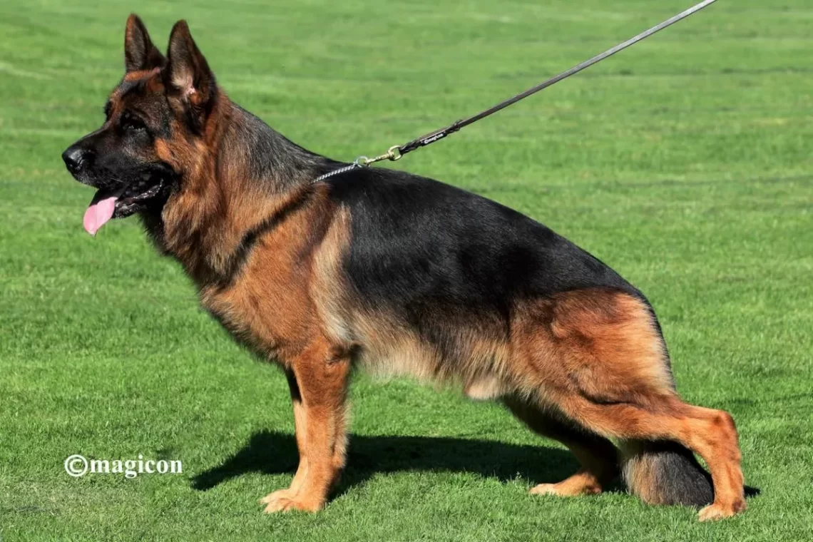 Efo di Casa Caputi | Lundborg-Land German Shepherd Dogs