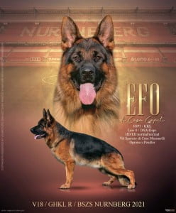 Efo di Casa Caputi_04 | Lundborg-Land German Shepherd Dogs Efo di Casa Caputi