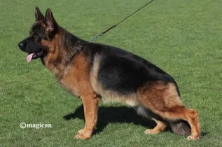 Wacron del Rione Antico