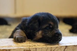 Wacron x Magica Litter