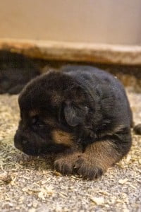 Wacron x Magica Litter