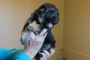 Wacron x Magica Litter