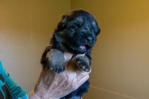 Wacron x Magica Litter