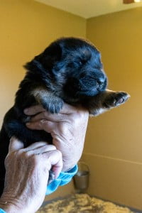 Wacron x Magica Litter