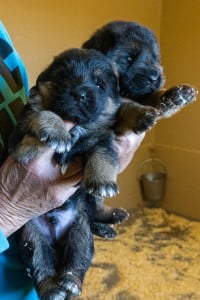 Wacron x Magica Litter