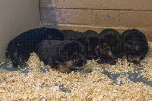 Wacron x Magica Litter