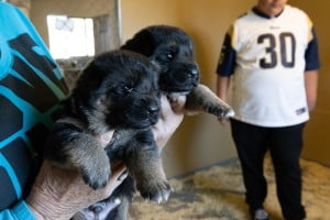 Wacron x Magica Litter