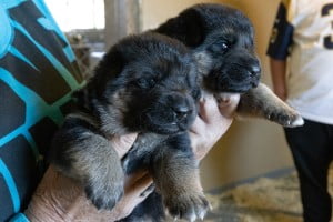 Wacron x Magica Litter