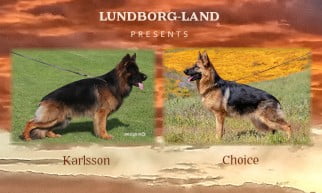 Karlsson x Choice Litter