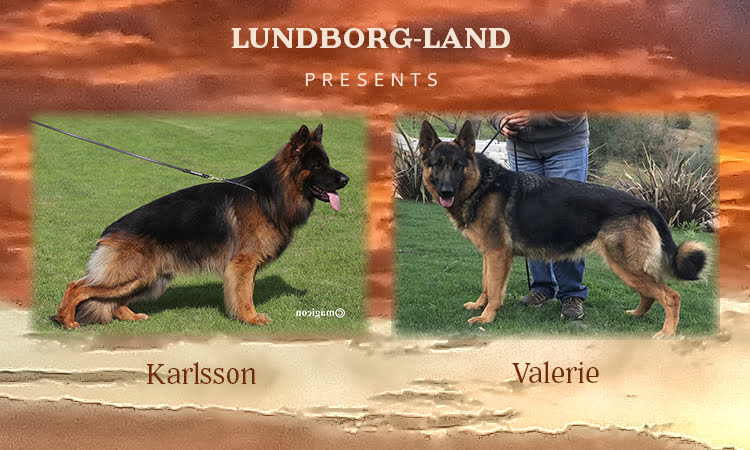Karlsson x Valerie Litter