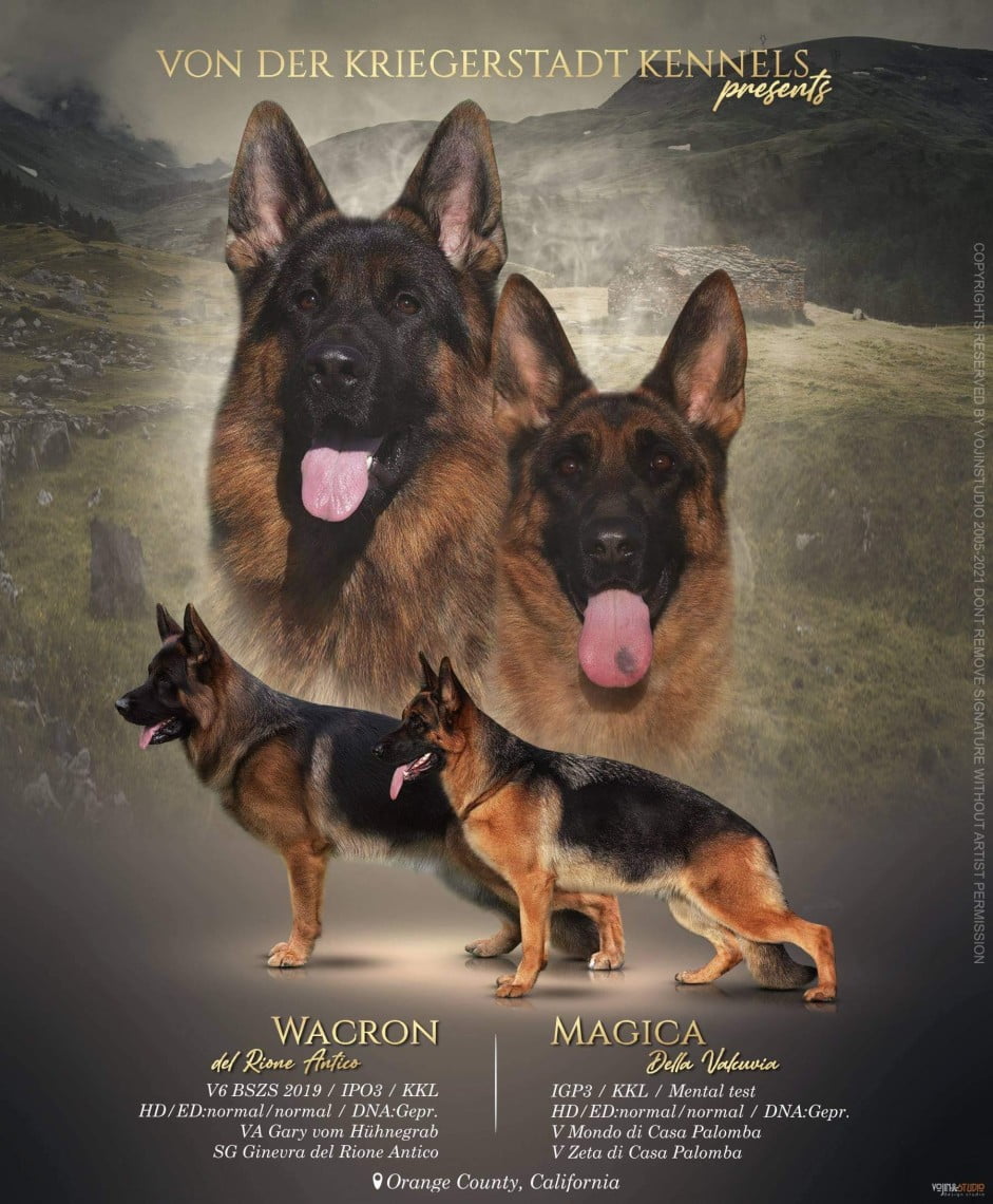 Wacron x Magica Litter | Lundborg-Land German Shepherd Dogs Wacron x Magica Litter