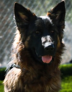 Bella vom Lundborg-Land