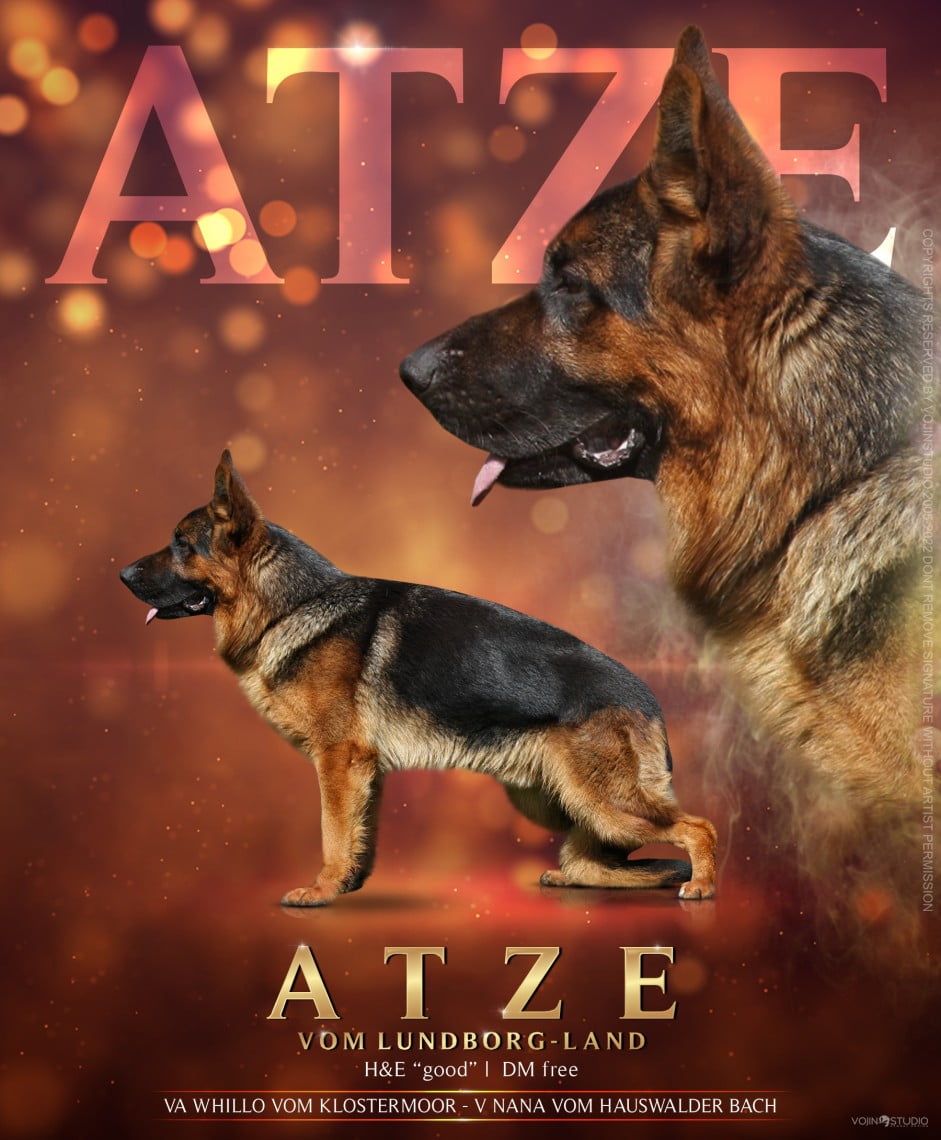 Atze vom Lundborg-Land | Lundborg-Land German Shepherd Dogs Atze vom Lundborg-Land