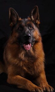 Vigo vom Osterberger-Land | Lundborg-Land German Shepherd Dogs Vigo vom Osterberger-Land