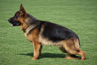 Atze vom Lundborg-Land | Lundborg-Land German Shepherd Dogs