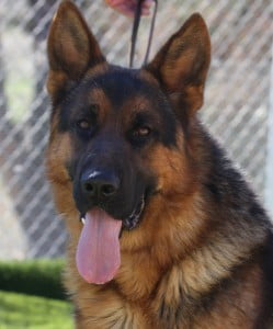 Atze vom Lundborg-Land | Lundborg-Land German Shepherd Dogs Atze vom Lundborg-Land