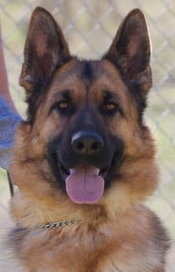 Chloe von der Kriegerstadt | Lundborg-Land German Shepherd Dogs