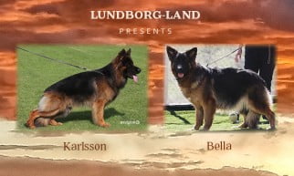 Karlsson x Bella Litter