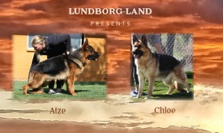 Atze x Chloe Litter