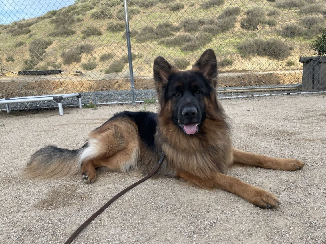 Gus - Sir Augustus vom Lundborg-Land