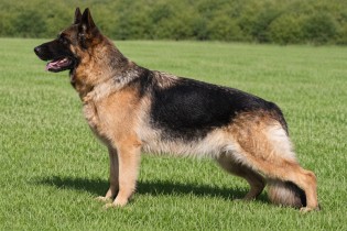 Xantana vom Frankengold